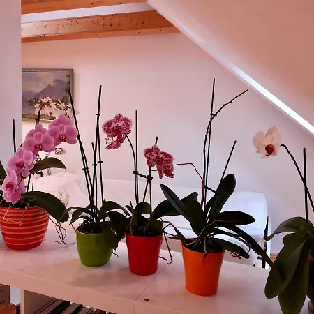 Apartman Comfortable In Cozy House *
